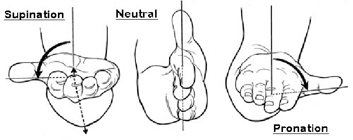 Figure 5: Supination and pronation of the elbow